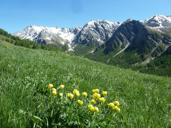 Les fleurs , mois de juin