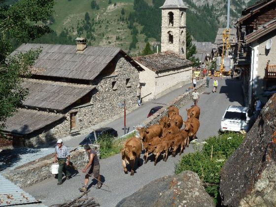 Arrivée des  vaches pour l'estive