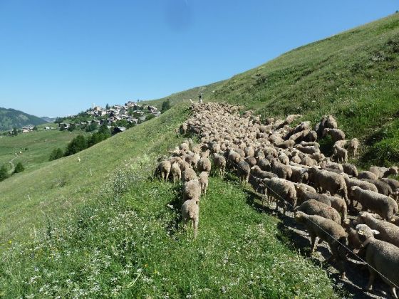 Arrivée des brebis pour l'estive