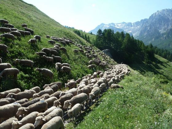 Transhumance en juin 