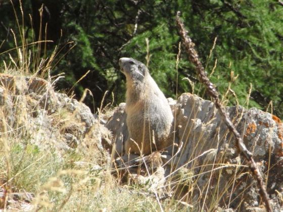 Madame Marmotte