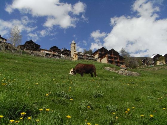Sortie des vaches au printemps