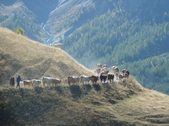 Transhumance Vaches 
